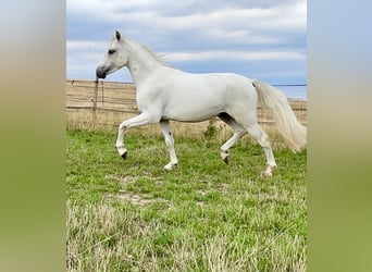 Connemara, Caballo castrado, 4 años, 147 cm, Tordo