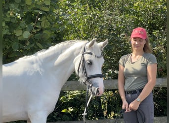 Connemara, Caballo castrado, 4 años, 147 cm, Tordo