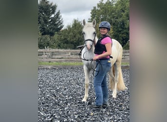 Connemara, Caballo castrado, 4 años, 147 cm, Tordo