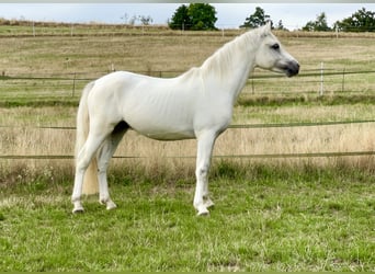 Connemara, Caballo castrado, 4 años, 147 cm, Tordo