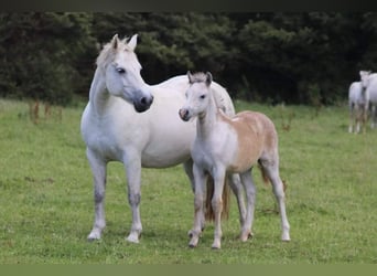 Connemara, Caballo castrado, 4 años, 147 cm, Tordo