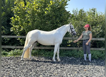 Connemara, Caballo castrado, 4 años, 147 cm, Tordo