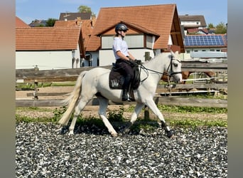 Connemara, Caballo castrado, 4 años, 147 cm, Tordo