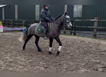Connemara, Caballo castrado, 4 años, 147 cm, Tordo