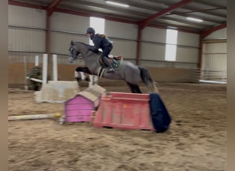 Connemara, Caballo castrado, 4 años, 147 cm, Tordo