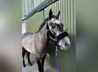 Connemara, Caballo castrado, 4 años, 147 cm, Tordo