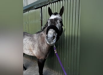 Connemara, Caballo castrado, 4 años, 147 cm, Tordo