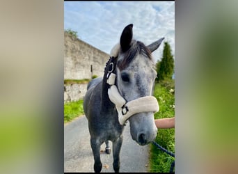 Connemara, Caballo castrado, 4 años, 147 cm, Tordo