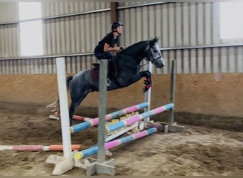 Connemara, Caballo castrado, 4 años, 147 cm, Tordo