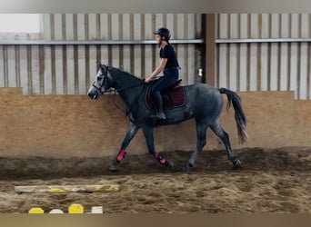 Connemara, Caballo castrado, 4 años, 147 cm, Tordo