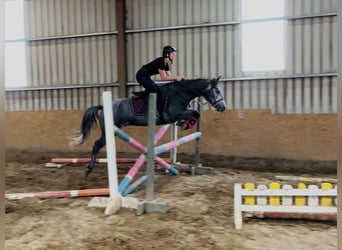 Connemara, Caballo castrado, 4 años, 147 cm, Tordo