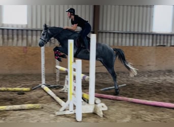 Connemara, Caballo castrado, 4 años, 147 cm, Tordo