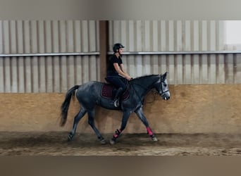 Connemara, Caballo castrado, 4 años, 147 cm, Tordo