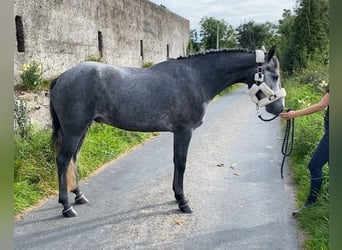 Connemara, Caballo castrado, 4 años, 147 cm, Tordo