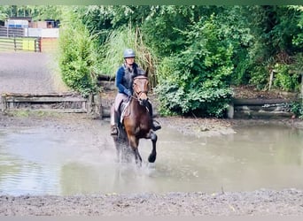 Connemara, Caballo castrado, 4 años, 148 cm, Castaño