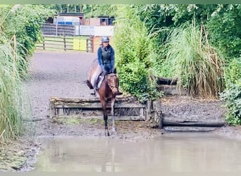 Connemara, Caballo castrado, 4 años, 148 cm, Castaño