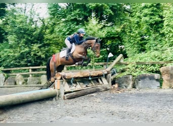 Connemara, Caballo castrado, 4 años, 148 cm, Castaño