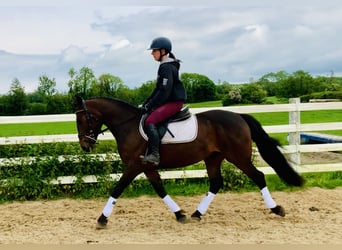 Connemara, Caballo castrado, 4 años, 148 cm, Castaño