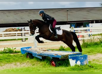 Connemara, Caballo castrado, 4 años, 148 cm, Castaño