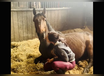 Connemara, Caballo castrado, 4 años, 148 cm, Castaño