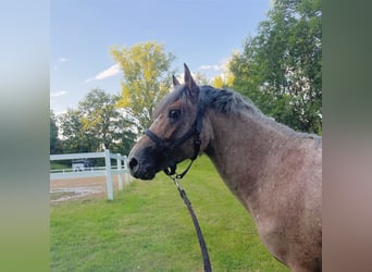 Connemara Mestizo, Caballo castrado, 4 años, 148 cm, Castaño-ruano