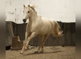 Connemara, Caballo castrado, 4 años, 148 cm, Palomino