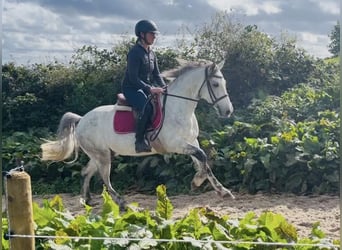 Connemara, Caballo castrado, 4 años, 148 cm, Tordillo negro