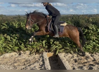 Connemara, Caballo castrado, 4 años, 148 cm, Tordillo negro
