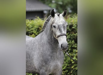 Connemara, Caballo castrado, 4 años, 148 cm, Tordo