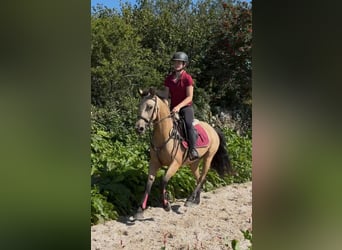 Connemara, Caballo castrado, 4 años, 148 cm, Tordo