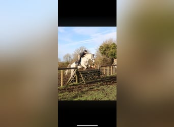 Connemara, Caballo castrado, 4 años, 148 cm, Tordo