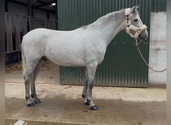 Connemara, Caballo castrado, 4 años, 148 cm, Tordo