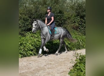 Connemara, Caballo castrado, 4 años, 148 cm, Tordo