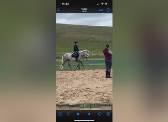 Connemara, Caballo castrado, 4 años, 148 cm, Tordo rodado