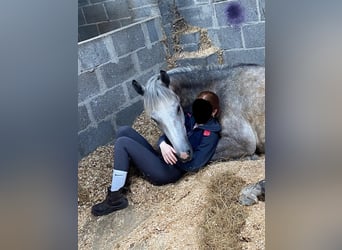 Connemara, Caballo castrado, 4 años, 148 cm, Tordo rodado