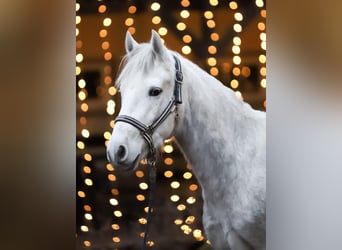 Connemara, Caballo castrado, 4 años, 148 cm, Tordo rodado