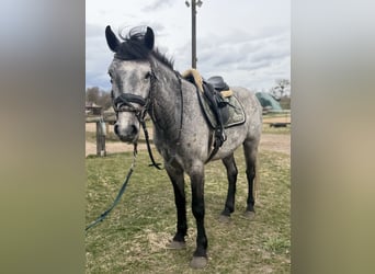 Connemara, Caballo castrado, 4 años, 148 cm, Tordo rodado