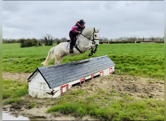 Connemara, Caballo castrado, 4 años, 148 cm, Tordo