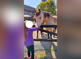 Connemara, Caballo castrado, 4 años, 150 cm, Buckskin/Bayo