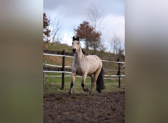 Connemara, Caballo castrado, 4 años, 150 cm, Buckskin/Bayo