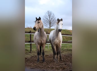 Connemara, Caballo castrado, 4 años, 150 cm, Buckskin/Bayo