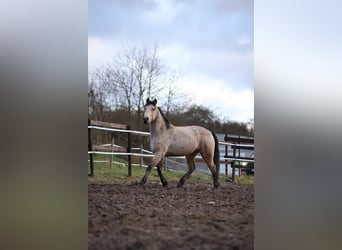 Connemara, Caballo castrado, 4 años, 150 cm, Buckskin/Bayo