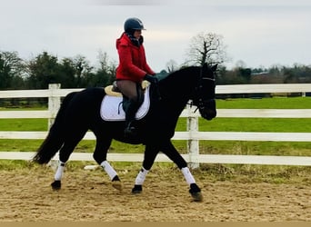 Connemara, Caballo castrado, 4 años, 150 cm, Negro