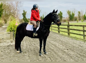 Connemara, Caballo castrado, 4 años, 150 cm, Negro