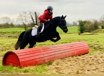 Connemara, Caballo castrado, 4 años, 150 cm, Negro