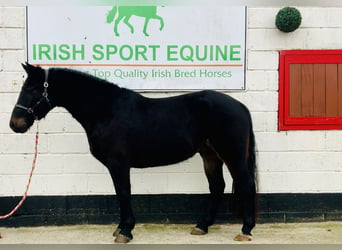 Connemara, Caballo castrado, 4 años, 150 cm, Negro