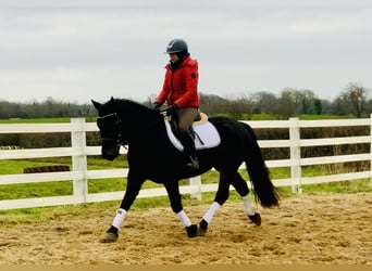 Connemara, Caballo castrado, 4 años, 150 cm, Negro