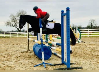 Connemara, Caballo castrado, 4 años, 150 cm, Negro