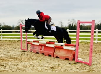 Connemara, Caballo castrado, 4 años, 150 cm, Negro