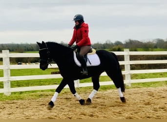 Connemara, Caballo castrado, 4 años, 150 cm, Negro